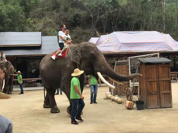 云南野象主场告捷，实力不容小视的简单介绍