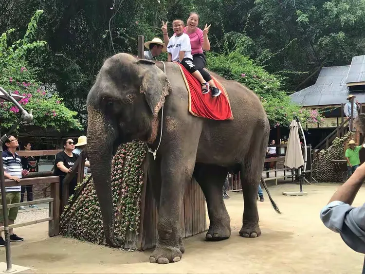 云南野象主场告捷，实力不容小视的简单介绍